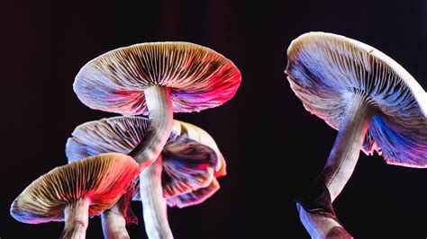 Magic mushroom spores